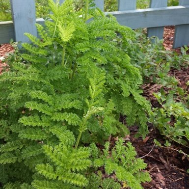 Crispum Fernleaf Tansy